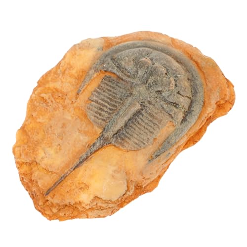 HOLIDYOYO Paläontologisches Insektenexemplar, Insektenornament, Lehrinsektenexemplar, Dekoration HOLIDYOYO Paläontologisches Insektenexemplar, Insektenornament, Lehrinsektenexemplar, Dekoration von HOLIDYOYO