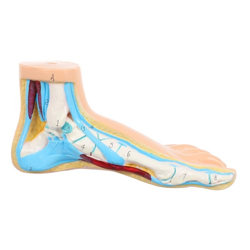 Medizinisches Fußmodell aus Vinyl Anatomisches Modell mit Detaillierter Darstellung für Unterricht Demonstration von Knochen Muskeln für Studenten Lehrer Medizinisches Fußmodell aus Vinyl Anatomisches Modell mit Detaillierter Darstellung für Unterricht Demonstration von Knochen Muskeln für Studenten Lehrer von HOLIDYOYO