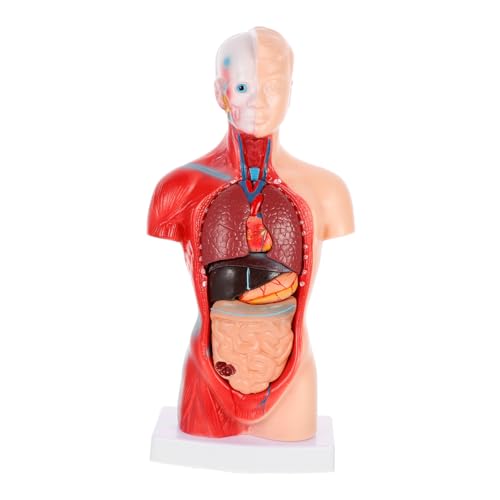 HOMOBABE 1 Satz Anatomisches Modell Des Menschlichen Körpers Abnehmbare Teile für Medizinische Ausbildung Herz und Organstruktur Geeignet für Schule Labor und HOMOBABE 1 Satz Anatomisches Modell Des Menschlichen Körpers Abnehmbare Teile für Medizinische Ausbildung Herz und Organstruktur Geeignet für Schule Labor und von HOMOBABE