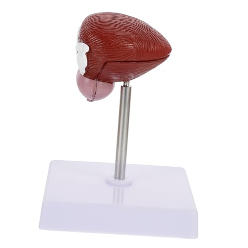 HOMOBABE 1Stück Anatomisches Modell Menschlichen Blase Biologisches Modell für Klassenzimmerunterricht für Medizinische Gesundheitsausbildung Langlebiges HOMOBABE 1Stück Anatomisches Modell Menschlichen Blase Biologisches Modell für Klassenzimmerunterricht für Medizinische Gesundheitsausbildung Langlebiges von HOMOBABE