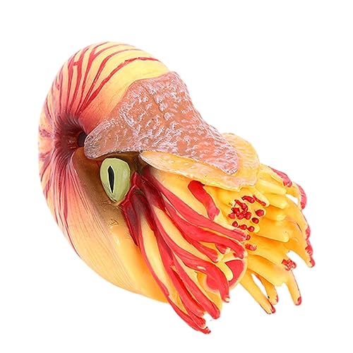 HOMOBABE Kunststoff Nautilus Modell Simuliertes Meerestier Deko für Aquarium und Fischtank Lernspielzeug für Hochwertige Verarbeitung Langlebig und Detailgetreu HOMOBABE Kunststoff Nautilus Modell Simuliertes Meerestier Deko für Aquarium und Fischtank Lernspielzeug für Hochwertige Verarbeitung Langlebig und Detailgetreu von HOMOBABE