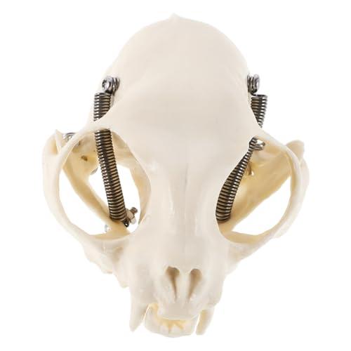 HOMOBABE Schädelmodell Anatomisches Katzenkopf Skelett für Lehrzwecke Halloween Dekoration Fischbehälter Landschaft Detaillierte Anleitung zur Robustes Design HOMOBABE Schädelmodell Anatomisches Katzenkopf Skelett für Lehrzwecke Halloween Dekoration Fischbehälter Landschaft Detaillierte Anleitung zur Robustes Design von HOMOBABE
