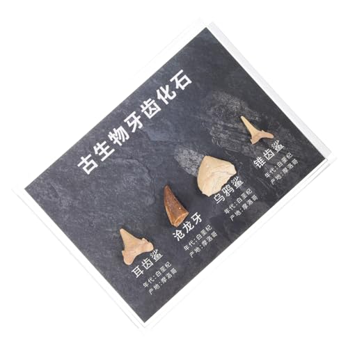 HOMOCONO Robustes Material Zahn Felsen Von Stein Verzierungen Für Home Decor Natürliche Probe Sammlung von HOMOCONO
