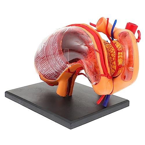 HOMOCONO Anatomisches Magenmodell Für Kinder Lehrdemonstrationsausrüstung Aus Kunststoff Schul-unterrichtshilfe HOMOCONO Anatomisches Magenmodell Für Kinder Lehrdemonstrationsausrüstung Aus Kunststoff Schul-unterrichtshilfe von HOMOCONO