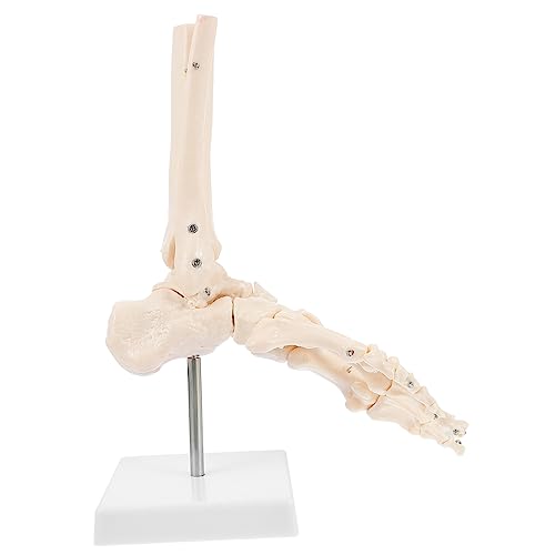 HOMOCONO 1Stück Fußgelenkmodell Anatomisches Modell Des Menschlichen Fußskeletts für und Krankenhäuser Lehrreiche Hilfsmittel für Des Fußes von HOMOCONO