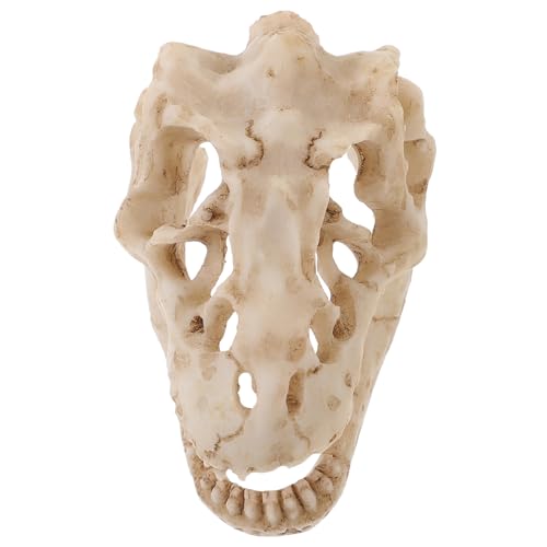 HOMOCONO Dinosaurierschädel Modell Aus Kunstharz Für Reptilien, Halloween Dekoration, Mini Dinosaurier Aus Kunstharz, Mini Schädel Dekoration, Dinosaurier Schädel Statue, Dinosaurier HOMOCONO Dinosaurierschädel Modell Aus Kunstharz Für Reptilien, Halloween Dekoration, Mini Dinosaurier Aus Kunstharz, Mini Schädel Dekoration, Dinosaurier Schädel Statue, Dinosaurier von HOMOCONO