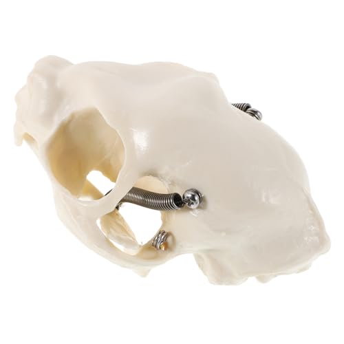 HOMOCONO Katzenkopf Skelett Modell Realistisches Katzen Schädel Anatomisches Modell für Lehrzwecke Tiermedizin Klassenzimmer Dekoration Praktische für Einfache Handhabung Präsentation von HOMOCONO