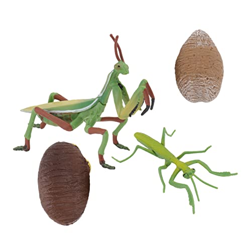 HONITANO 1 Satz Lebenszyklus Modell Gottesanbeterin Figurine Realistische Insekten Spielzeuge für Fördert und Hand Augen Koordination für Lernspiele und Kreative von HONITANO