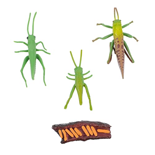 HONITANO 1Satz Insektenlebenszyklus Realistische Cricket Figuren für Frühe Bildung und Einzigartige Gartendekoration Entdeckerspielzeug für Fördert Aufmerksamkeit von HONITANO