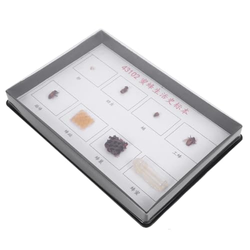 HONITANO Bee Specimen für Klassenzimmer Wissenschaftliches Lehrmodell Lebenszyklus Bienen Präparat Pädagogisches Insektenexemplar für Schüler und Naturforscher HONITANO Bee Specimen für Klassenzimmer Wissenschaftliches Lehrmodell Lebenszyklus Bienen Präparat Pädagogisches Insektenexemplar für Schüler und Naturforscher von HONITANO