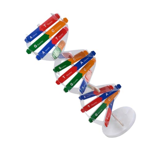 HONITANO DNA Modell Doppelhelix Bausatz Wissenschaftliches Lernspielzeug für Schüler Anschauliches Lehrmittel zum Zusammenbauen Pädagogisches Genmodell für Zufällige Farbe Zufällige Farbe HONITANO DNA Modell Doppelhelix Bausatz Wissenschaftliches Lernspielzeug für Schüler Anschauliches Lehrmittel zum Zusammenbauen Pädagogisches Genmodell für Zufällige Farbe Zufällige Farbe von HONITANO