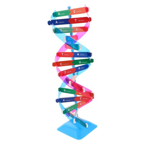 HONITANO Gene Aids Wissenschaftliches Lehrinstrument DIY Doppelhelix Modell Biologie Versorgungskomponenten DNA Wissenschaftsmodelle Wissenschaftliche Gene Lernwerkzeuge DNA Dekor von HONITANO