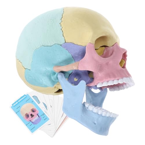 HONITANO Menschliches Schädelmodell Abnehmbares Anatomiemodell Realistische Darstellung für Bildung für Künstler Anatomisches Lehrmittel für Verschiedene HONITANO Menschliches Schädelmodell Abnehmbares Anatomiemodell Realistische Darstellung für Bildung für Künstler Anatomisches Lehrmittel für Verschiedene von HONITANO