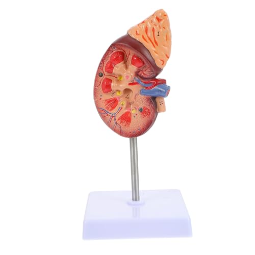 HONITANO Nierenmodell Biologie Demonstrationsmodell Anatomiemodell Biologieunterricht Nierendissektionsstütze Anatomisches Modell Lehrmodell Medizinstudium Menschliche Nierenstütze PVC von HONITANO