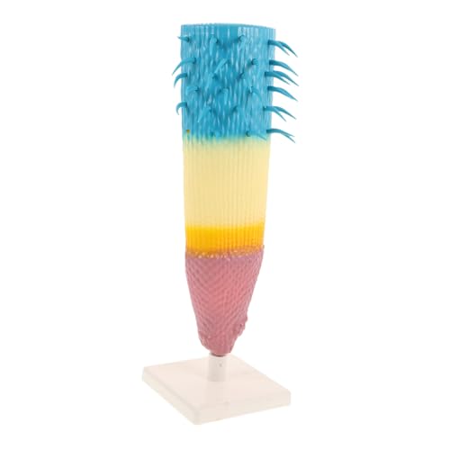 HONITANO Pflanzenmodell Wurzel Schnitt Lehrmodell Langlebig Leicht Tragbar für Schulunterricht Botanische Studien Wissenschaftliche Experimente Corn Root Sectioning Equipment von HONITANO