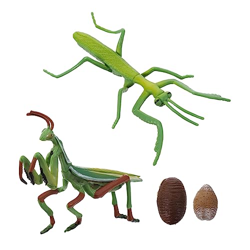 HONITANO Realistisches Gottesanbeterin Lebenszyklus Modell Teiliges Pädagogisches Insekten Lernspielzeug für Frühe Bildung Naturgetreue Wachstumszyklus Figur für Interaktives Lernen und von HONITANO