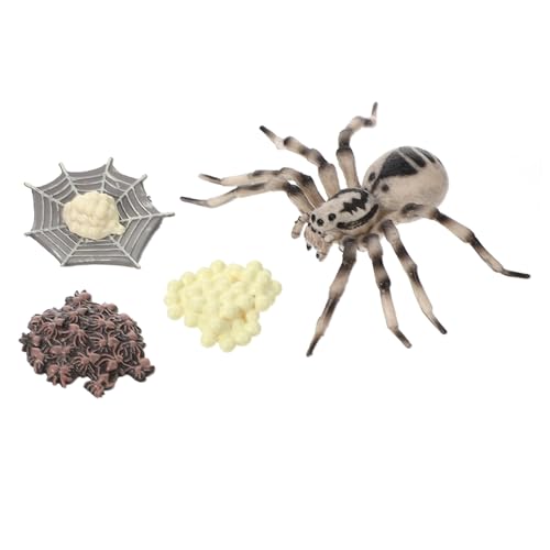 HONITANO Realistisches Tarantula Modell Lebenszyklus Darstellung Lernspielzeug Kinderpädagogik Langlebiges Miniatur Insektenornament für Dekoration und Unterricht von HONITANO