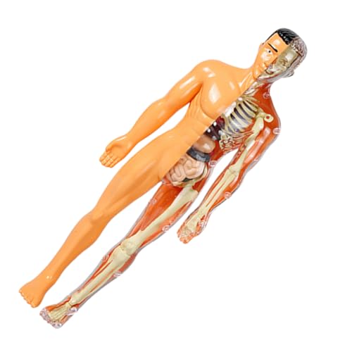 HONMEET 1 Satz Anatomiepuzzle Für Kinder Organmodell Und Skelettmodell Spielzeug Zur Körpererkundung DIY-experimentierset Feinmotorik HONMEET 1 Satz Anatomiepuzzle Für Kinder Organmodell Und Skelettmodell Spielzeug Zur Körpererkundung DIY-experimentierset Feinmotorik von HONMEET