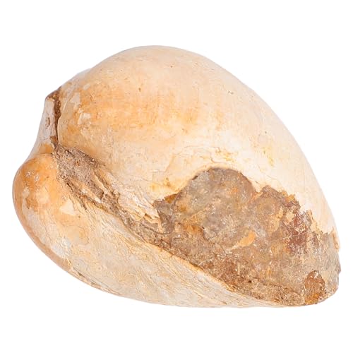 HONMEET Palaeo Ocean Muschelfossil Modell Natürliches Meerestier Lehrmaterial Wissenschaftliches Exemplar Deko für Bildungszwecke und Kreative Gestaltung von HONMEET