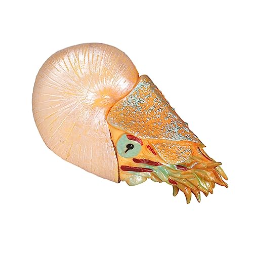 HONMEET Nautilus-Modell Aus Plastik Simuliertes Meerestiermodell Meerestier-Statue Ornament Für Heimdekoration Lernspielzeug HONMEET Nautilus-Modell Aus Plastik Simuliertes Meerestiermodell Meerestier-Statue Ornament Für Heimdekoration Lernspielzeug von HONMEET