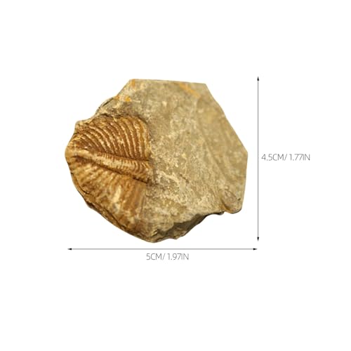HOODANCOS 2 Stück 2 teiliges Trilobiten Abdruck Pädagogisches Paläontologie Dekor Realistisches für Schüler Unterricht Naturgetreue Versteinerte Trilobitenschwänze als Lehrmittel und von HOODANCOS
