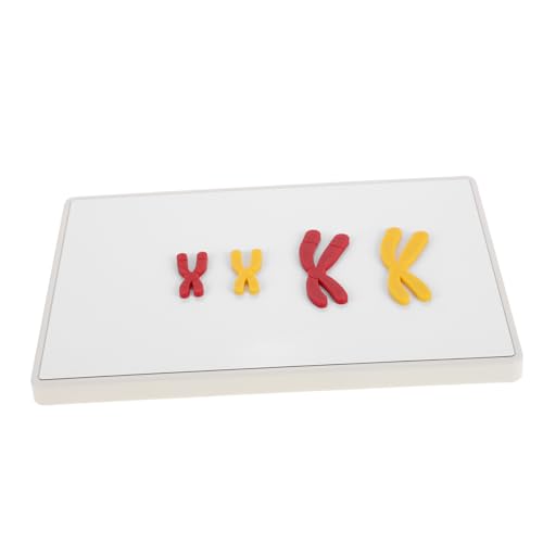 HOOTNEE Interaktives Meiose-Modell-kit Biologie-klassenzimmer-Labor Chromosomenänderungsmodell 280 X 180 Mm Magnetisch von HOOTNEE