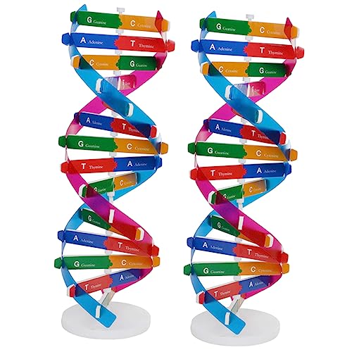 HOOTNEE 2stücke DNA Modell Doppelhelix Bausatz Pädagogisches Hilfsmittel Für Biologieunterricht Interaktives Lernspielzeug Zur Veranschaulichung Genetischer Strukturen Für Und von HOOTNEE