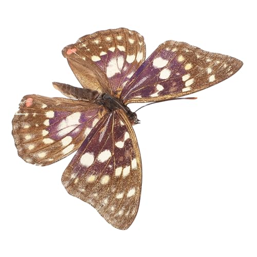 HOOTNEE Schmetterlingsexemplar Schmetterling Im Rahmen Schmetterlingsform Tiere Echte Gerahmte Schmetterlinge Schmetterling Echter Schmetterling Rahmen Gerahmter Schmetterling von HOOTNEE