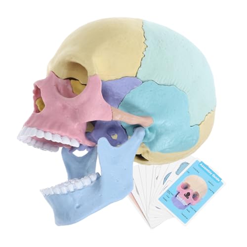 HOOTNEE Stem Menschliches Schädelmodell zum Zusammenbauen Abnehmbar und Farbig Anatomisches Puzzle für Schüler und Künstler Vielseitiges Lehrmittel für Medizin und Kunstunterricht HOOTNEE Stem Menschliches Schädelmodell zum Zusammenbauen Abnehmbar und Farbig Anatomisches Puzzle für Schüler und Künstler Vielseitiges Lehrmittel für Medizin und Kunstunterricht von HOOTNEE