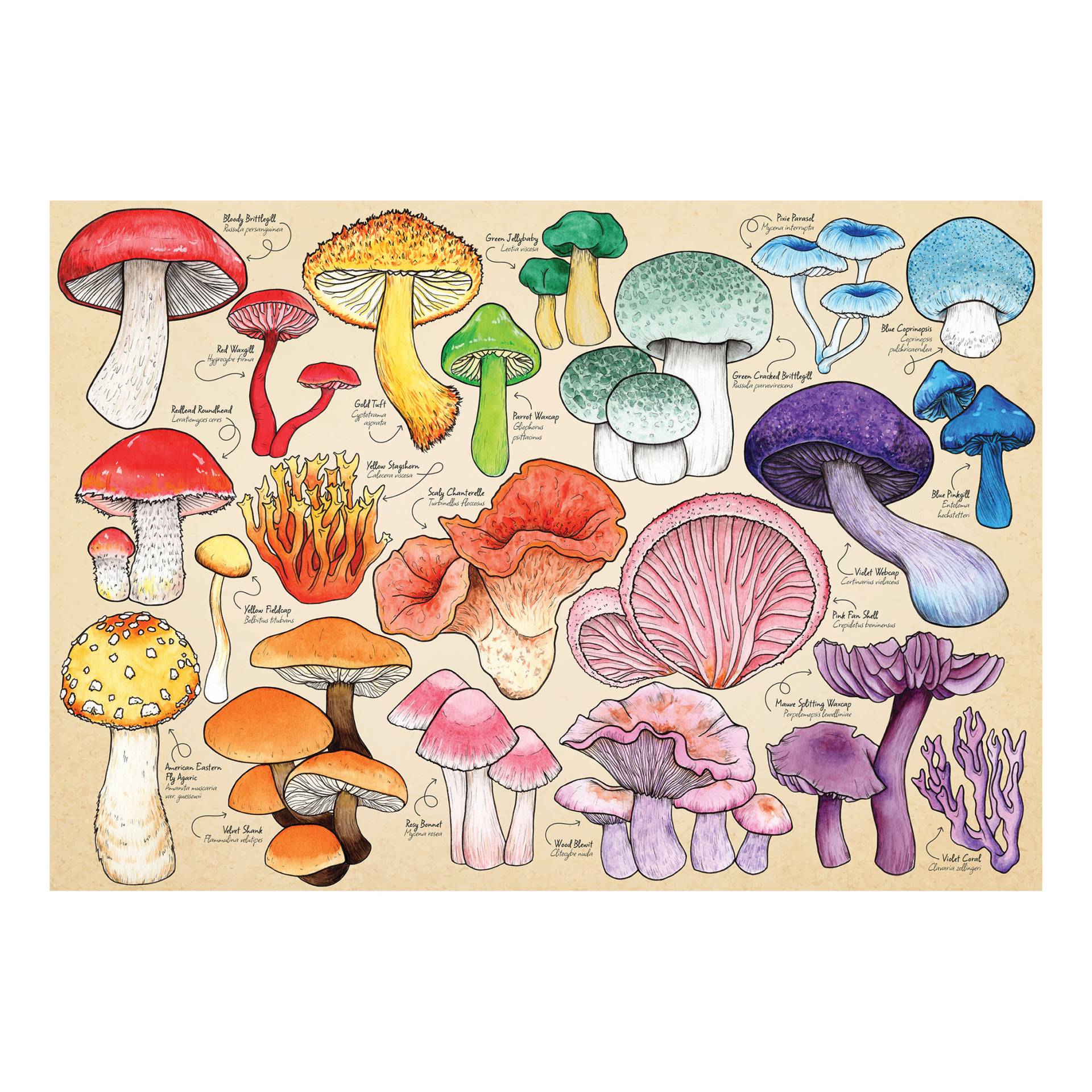 HOP - House of Puzzles Pilz-Manie 1000 Teile Puzzle House-Of-Puzzles-HP0710 HOP - House of Puzzles Pilz-Manie 1000 Teile Puzzle House-Of-Puzzles-HP0710 von HOP - House of Puzzles
