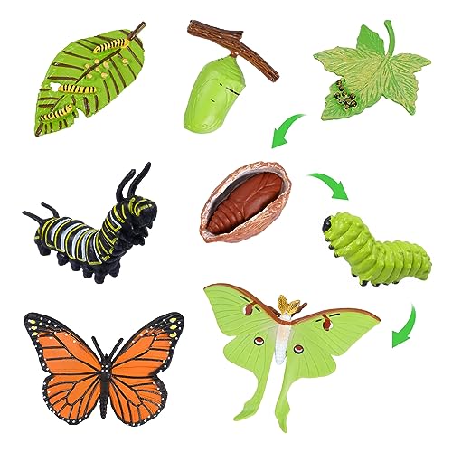 HOSSOM Lebenszyklus Figuren von Schmetterlingen,8 STÜCKE Tierlebens Wachstumszyklus Modell Realistische Tierfiguren Insektenerziehung Wachstumsstadium Modell von HOSSOM