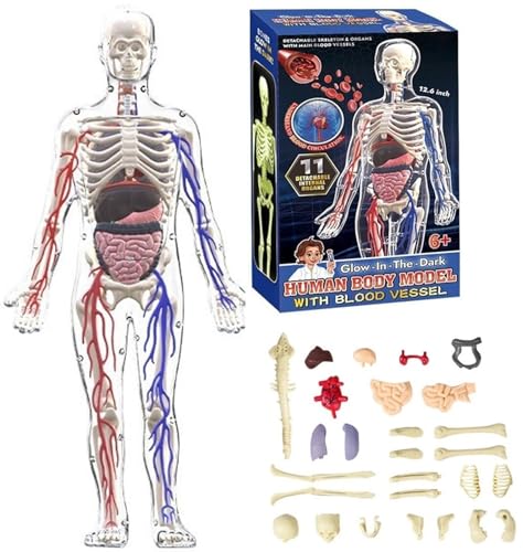 Klares Modell Der Menschlichen Körperstruktur, Anatomiefigur, 3D-Anatomie-Kit, Abnehmbare Organe, Knochen Und Transparentes Selbst Zusammengebautes Menschliches Torso-Organmodell(Full Organ Set) von HUFENYU