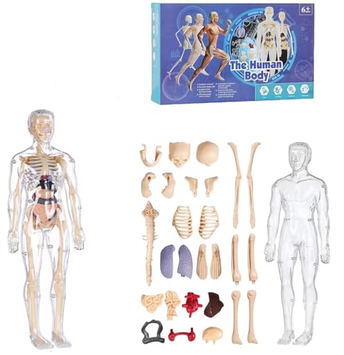 HUTRADE Organizeh Klares Modell der menschlichen Körperstruktur,29-teiliges transparentes 3D-Torsomodell des menschlichen Körpers, Produkthandbuch, for Schüler, Lehrer HUTRADE Organizeh Klares Modell der menschlichen Körperstruktur,29-teiliges transparentes 3D-Torsomodell des menschlichen Körpers, Produkthandbuch, for Schüler, Lehrer von HUTRADE