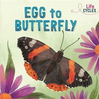 Life Cycles: Egg to Butterfly von Hachette Books Ireland