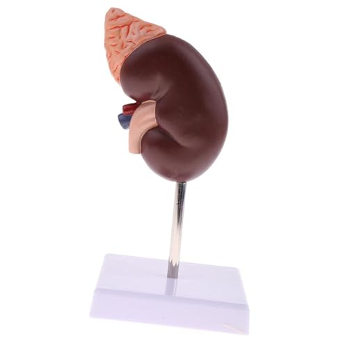 Hamwesh Nierenmodell, 24 Marker Clear Zoning PVC Human Anatomy Model mit Farbmalerei für Medizinische Unterrichtsausstellung von Hamwesh