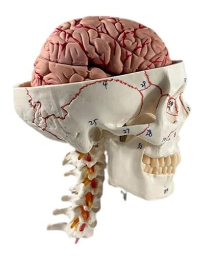 Lebensgroßes menschliches Schädel und Gehirn, Anatomie-Modell, 11-teilig, medizinisches Lehrwerkzeug, 19,8 x 14 x 26,9 cm Lebensgroßes menschliches Schädel und Gehirn, Anatomie-Modell, 11-teilig, medizinisches Lehrwerkzeug, 19,8 x 14 x 26,9 cm von Haobase