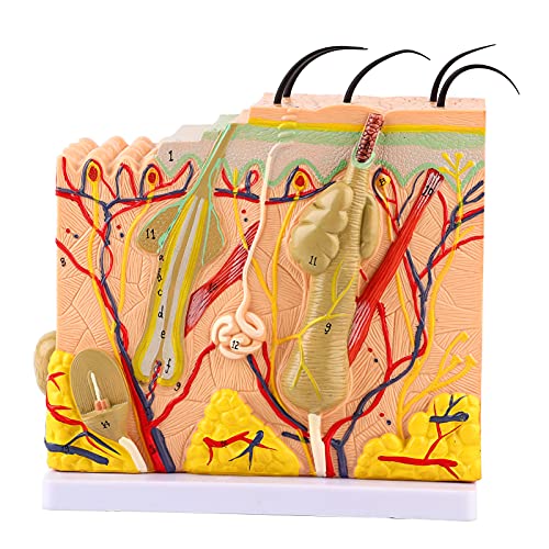 50x Hautmodell, Menschliche Hautvergrößerung Anatomie Biologiemodell für Laborunterrichtshilfeversorgungen, 25 Beschriftete Diagramme, PVC -Material, Ideal für Schüler und Lehrer 50x Hautmodell, Menschliche Hautvergrößerung Anatomie Biologiemodell für Laborunterrichtshilfeversorgungen, 25 Beschriftete Diagramme, PVC -Material, Ideal für Schüler und Lehrer von Haofy