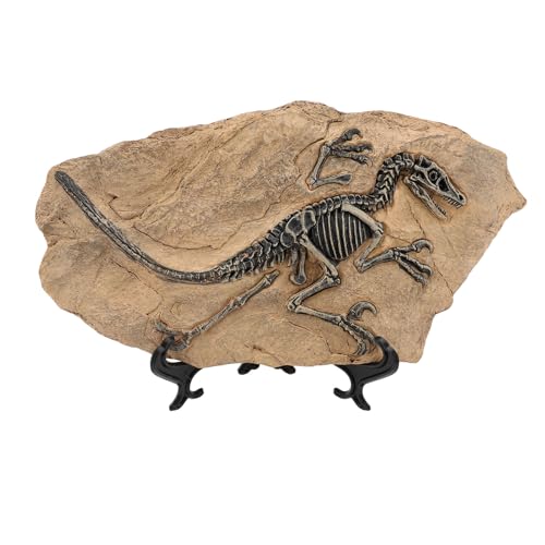 Haofy Dinosaurier -Skelett -Statue Rastin Restin Replik Zur Dekoration des Büros zu Hause, Ornement des Einzigartigen Dinosauriers für das 19,5 cm Ausstellungsharz von Haofy