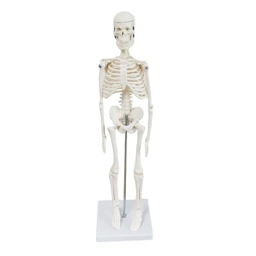 Harilla Körper-Skelett-Modell, Lernspielzeug, frühes Lernen, abnehmbares Wissenschaftszubehör, Halloween-Dekoration für die Präsentation von Lehrbildung von Harilla