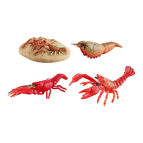 Harilla Lebenszyklus Tierwachstumszyklus Meerestierwachstum Kognitives Spielset Hummer Lebenszyklusmodell für Jungen Mädchen Kinder Kinder, Stil a Harilla Lebenszyklus Tierwachstumszyklus Meerestierwachstum Kognitives Spielset Hummer Lebenszyklusmodell für Jungen Mädchen Kinder Kinder, Stil a von Harilla