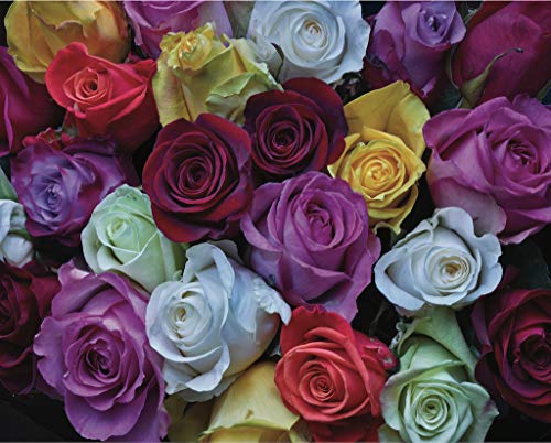 Hart Puzzle 1000 Teile 61 x 76,2 cm XL Palette von Rosen von William Carr Hart Puzzle 1000 Teile 61 x 76,2 cm XL Palette von Rosen von William Carr von Hart Puzzles