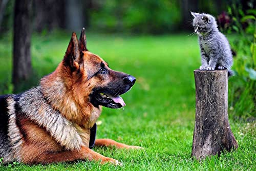 500 TeileGroßer Deutscher Schäferhund und ein Kätzchen im GartenPuzzle Erwachsene Dekompression Kinder Spaß Puzzle Mode Kreatives Geschenk von Harvesthouse