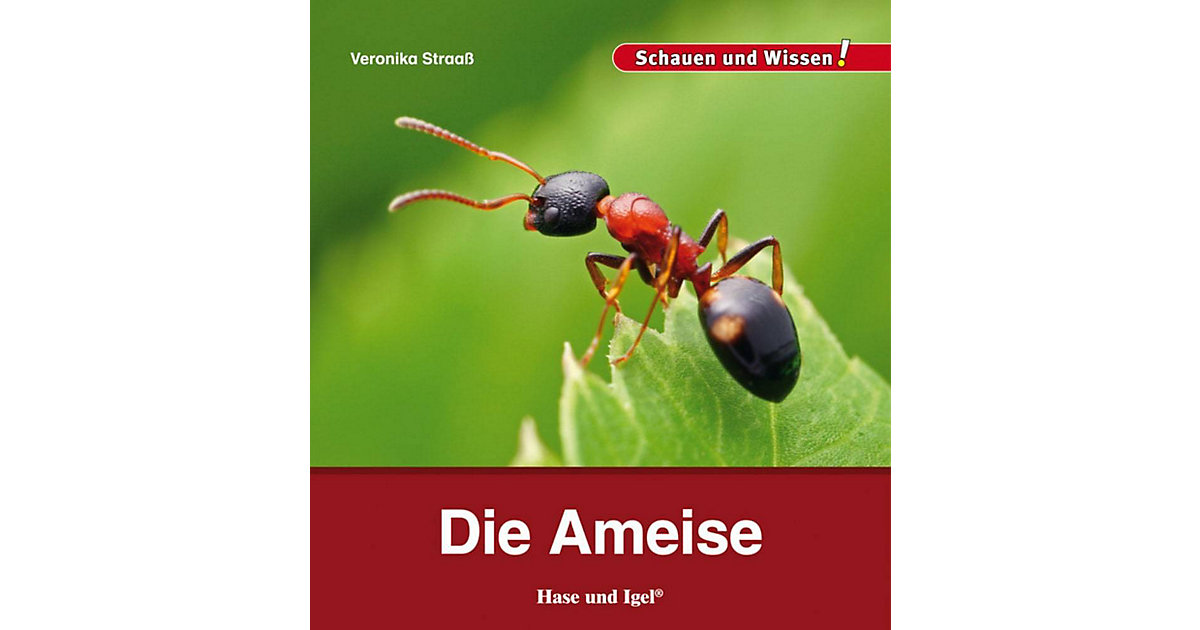 Buch - Die Ameise Buch - Die Ameise von Hase und Igel Verlag