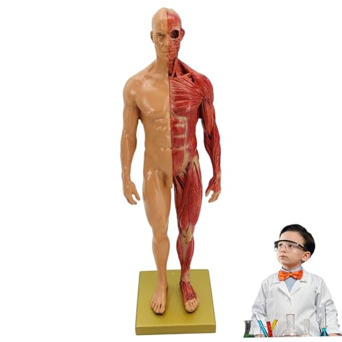 Hbbgdiy Muskelanatomie-Modell künstliche realistische Harzharz-Körpermodell mit Basis-Mehrzweck-Muskelanatomie für medizinische Anzeigen/Lehren, Skizzieren, männlich Hbbgdiy Muskelanatomie-Modell künstliche realistische Harzharz-Körpermodell mit Basis-Mehrzweck-Muskelanatomie für medizinische Anzeigen/Lehren, Skizzieren, männlich von Hbbgdiy