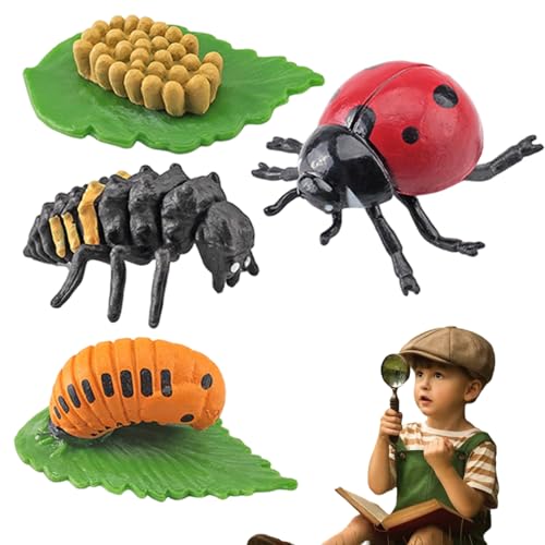 Marienkäferwachstumskit, Lebenszyklusspielzeug für Kinder, Simulation Tierfiguren, Bildungsspielzeug für Jungen, Mädchen von Hbbgdiy