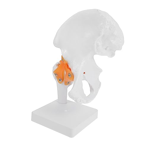 Healifty 1 Stück Anatomisches Hüftgelenkmodell für Medizinische Ausbildung und Studien Geeignet für Chirurgen und Chiropraktiker Perfektes Lehrmittel für Studierende Healifty 1 Stück Anatomisches Hüftgelenkmodell für Medizinische Ausbildung und Studien Geeignet für Chirurgen und Chiropraktiker Perfektes Lehrmittel für Studierende von Healifty