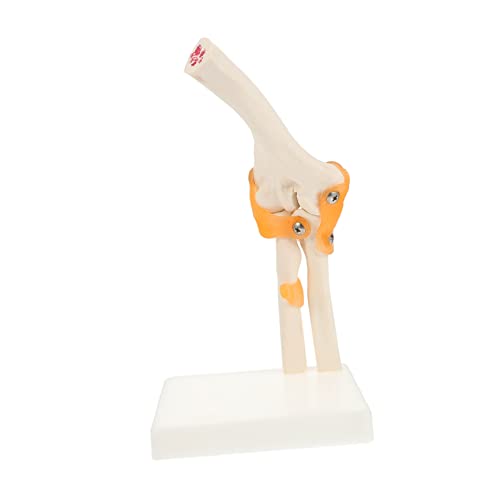 Healifty 1 Stück Skelettmodell Anatomisches Modell Gelenkmodell Anatomiemodell Des Menschlichen Körpers Ellenbogengelenk Modelliert Den Menschlichen Körper Pvc Healifty 1 Stück Skelettmodell Anatomisches Modell Gelenkmodell Anatomiemodell Des Menschlichen Körpers Ellenbogengelenk Modelliert Den Menschlichen Körper Pvc von Healifty