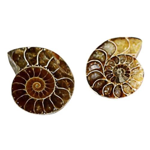 Healifty 3 Sätze Ammoniten Fossilien Dekoration Für Prähistorische Fossilien Sammlung Große Muschelexemplare Für Labor Und Tisch Hochwertiges Desktop Ornament 2 Stück * 3 Healifty 3 Sätze Ammoniten Fossilien Dekoration Für Prähistorische Fossilien Sammlung Große Muschelexemplare Für Labor Und Tisch Hochwertiges Desktop Ornament 2 Stück * 3 von Healifty