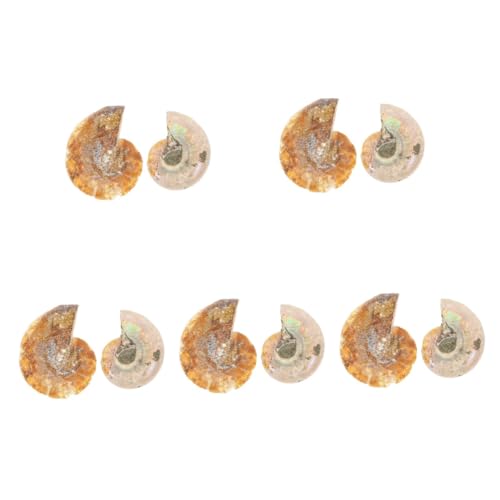 Healifty 5 Sätze Deko Ornament Fossilien Für Unterricht Und Sammlungen Opp Verpackung Palaeontologie Lehrmaterial Und Schmuckstück Für Kreative 2 Stück * 5 Healifty 5 Sätze Deko Ornament Fossilien Für Unterricht Und Sammlungen Opp Verpackung Palaeontologie Lehrmaterial Und Schmuckstück Für Kreative 2 Stück * 5 von Healifty