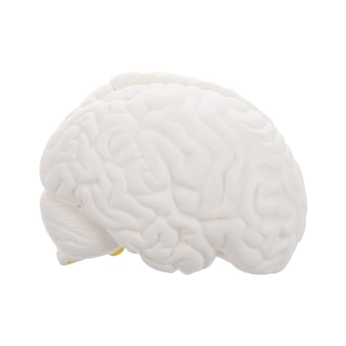 Healifty Anatomisches Gehirnmodell mit Abnehmbaren und Displaybasis für Einsatz und Wissenschaftlicher Ausbildung Healifty Anatomisches Gehirnmodell mit Abnehmbaren und Displaybasis für Einsatz und Wissenschaftlicher Ausbildung von Healifty